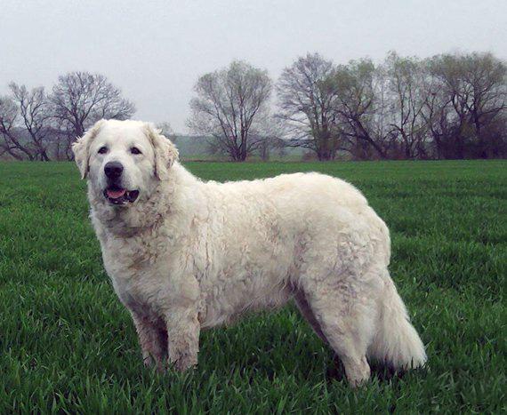 6 Most Popular Big White Fluffy Dogs插图13