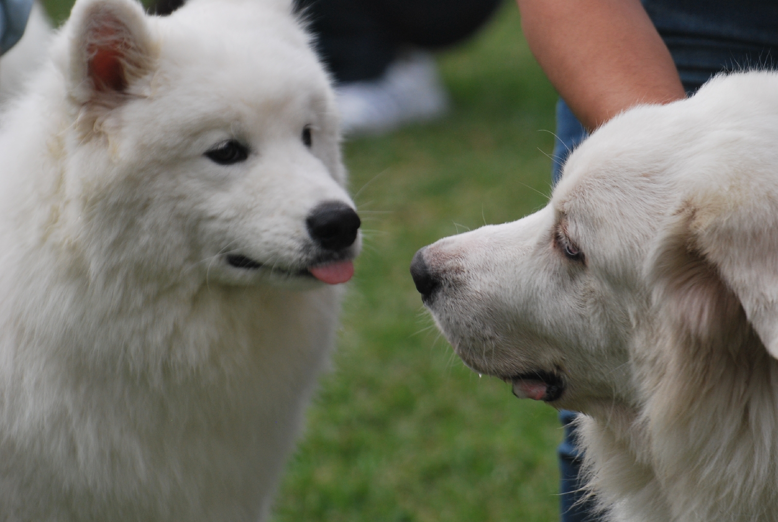 6 Most Popular Big White Fluffy Dogs插图6