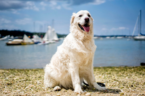 6 Most Popular Big White Fluffy Dogs插图14