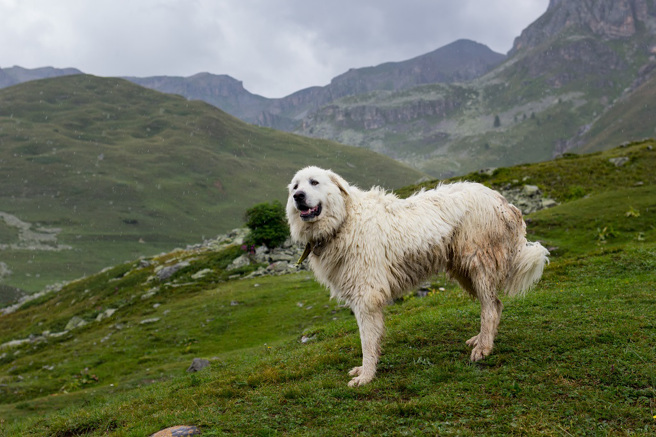 6 Most Popular Big White Fluffy Dogs插图5