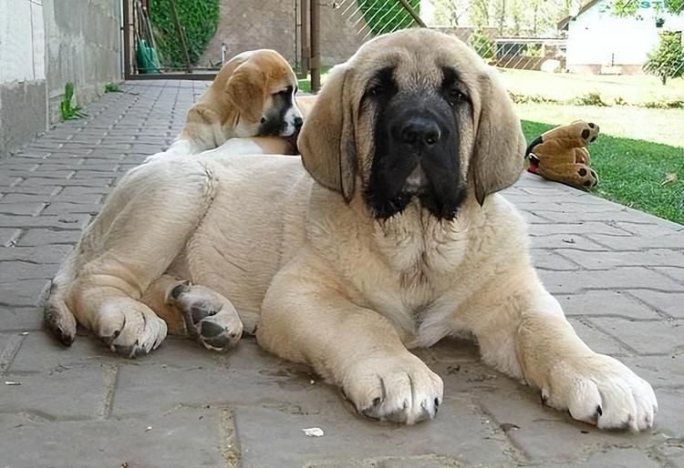 6 Most Popular Big White Fluffy Dogs插图18