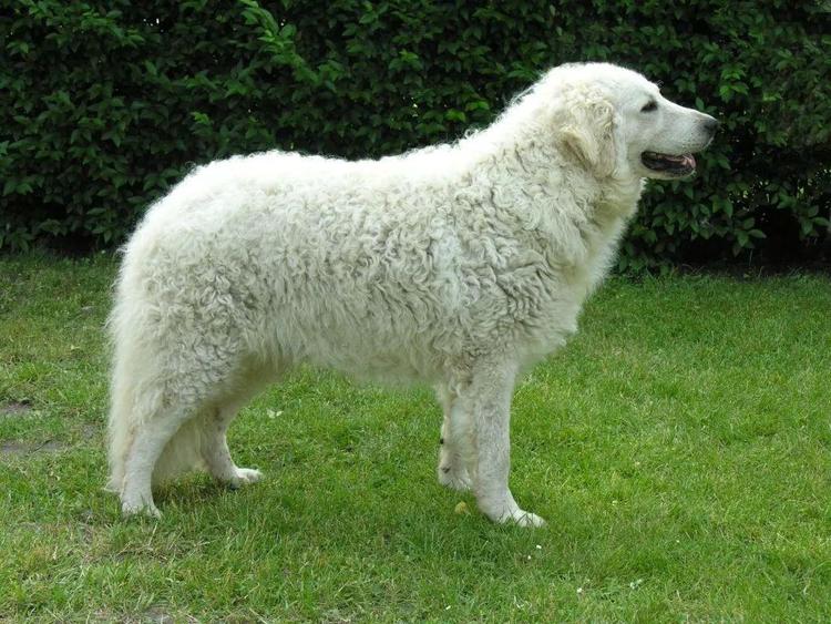 6 Most Popular Big White Fluffy Dogs插图12