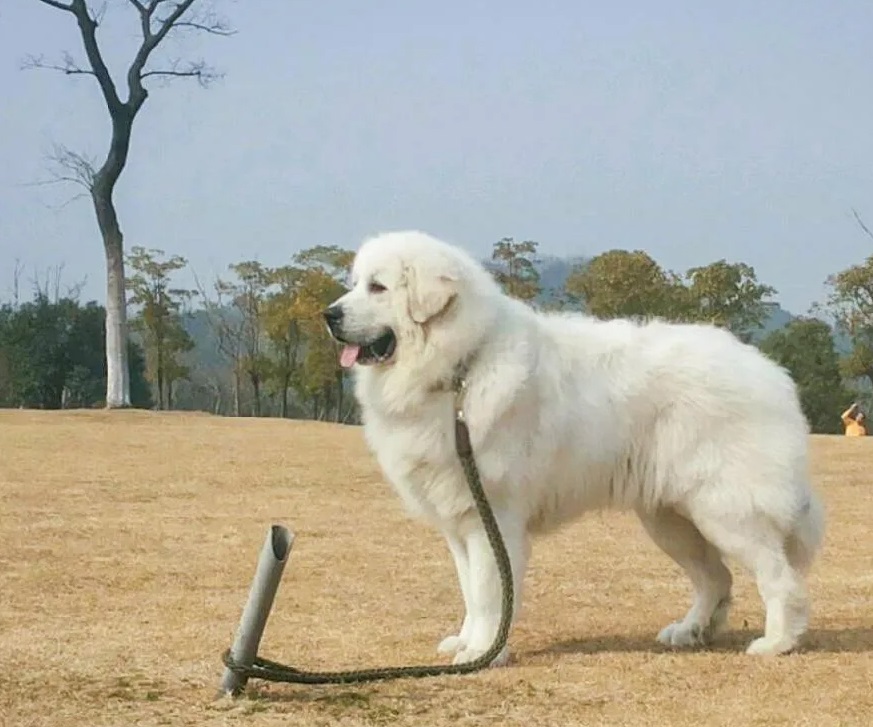 6 Most Popular Big White Fluffy Dogs插图4