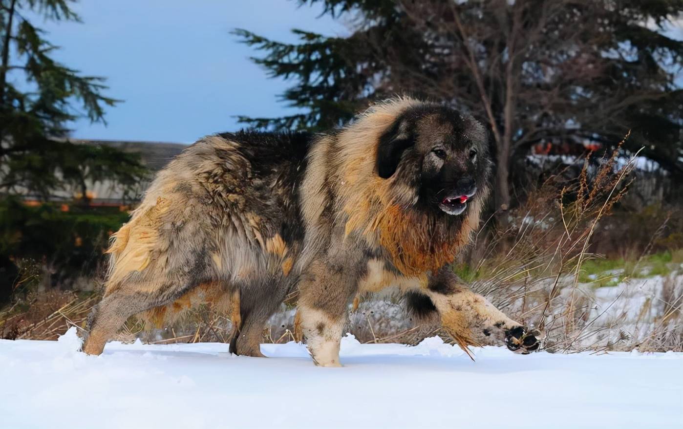 Exploring Bear Dog Russia: A Unique and Powerful Canine Companion插图4