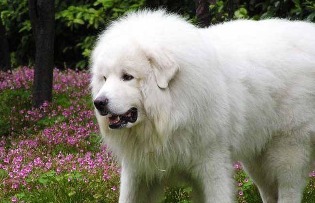 6 Most Popular Big White Fluffy Dogs插图19