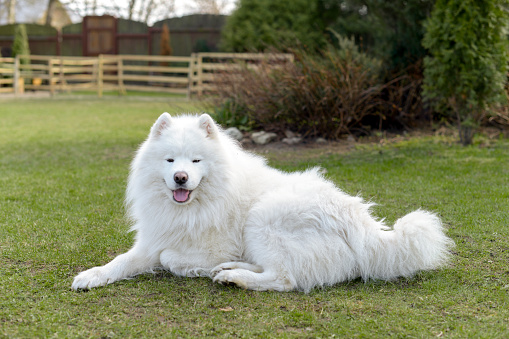 big white fluffy dog