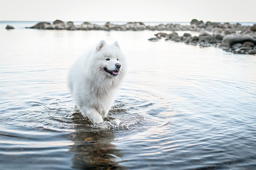 big white fluffy dog