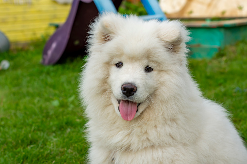 big white fluffy dog