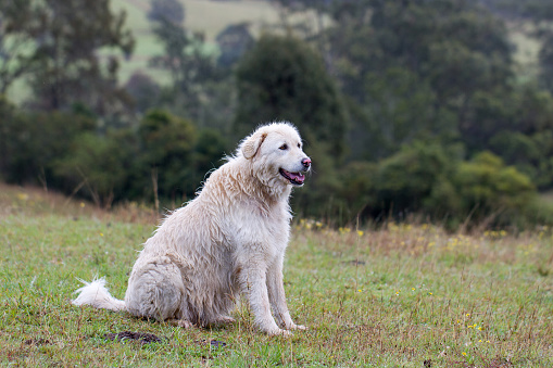 6 Most Popular Big White Fluffy Dogs插图8