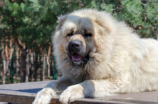 bear dog russia