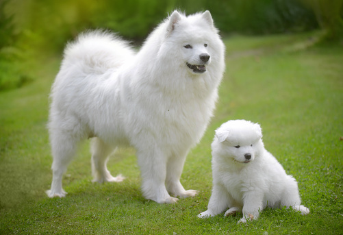 big white fluffy dog