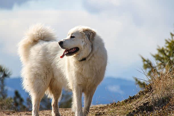 6 Most Popular Big White Fluffy Dogs插图7