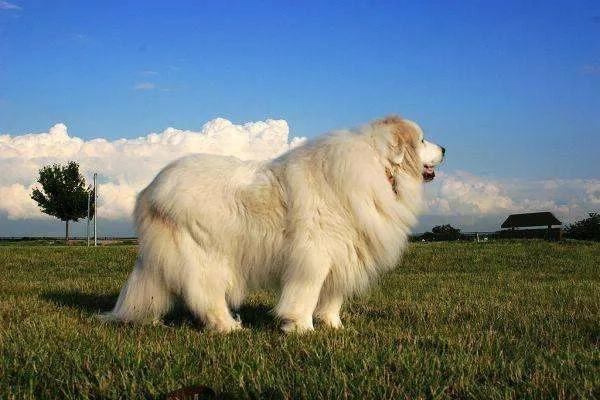 6 Most Popular Big White Fluffy Dogs插图20