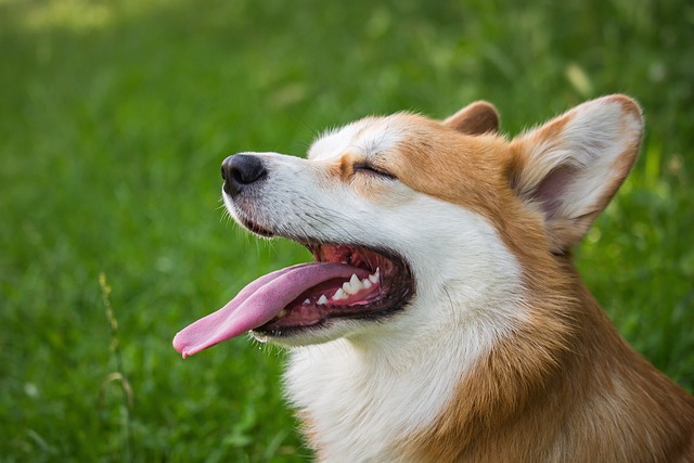 Understanding and Treating Crusty White Dog Skin Conditions: Causes and Remedies插图16