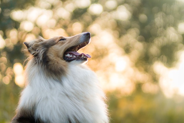 how to put on a dog harness