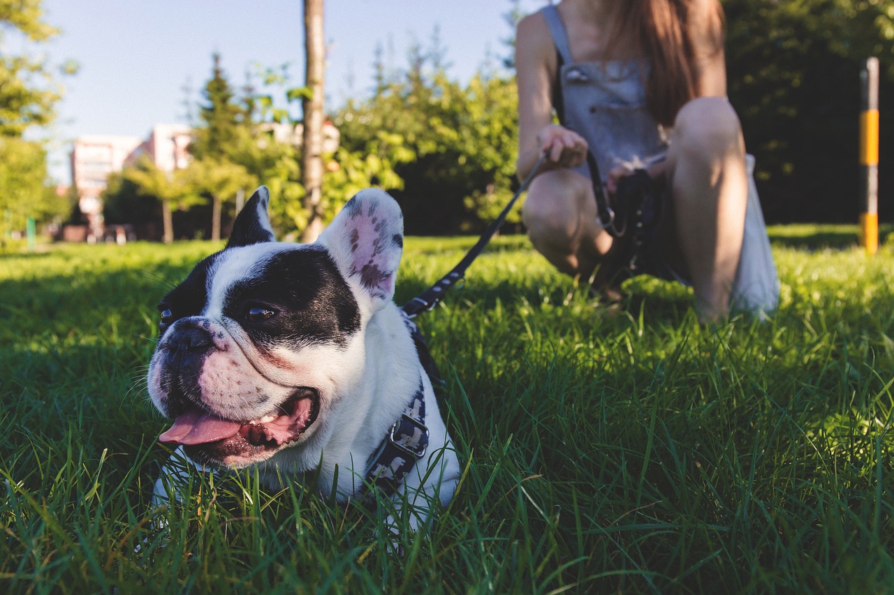 brindle and white french bulldog