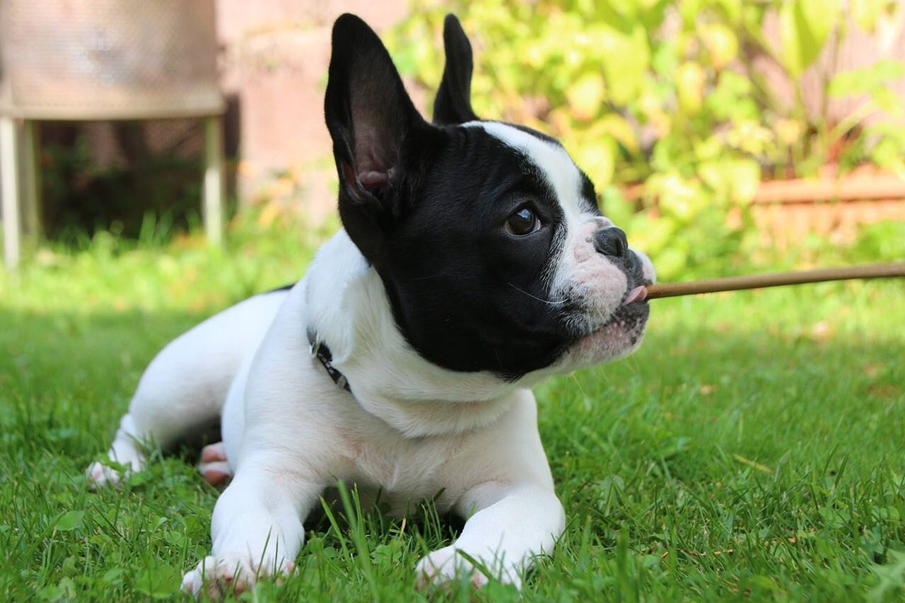 brindle and white french bulldog