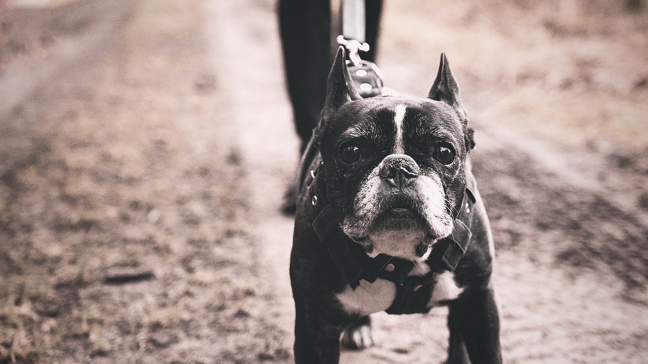 brindle and white french bulldog