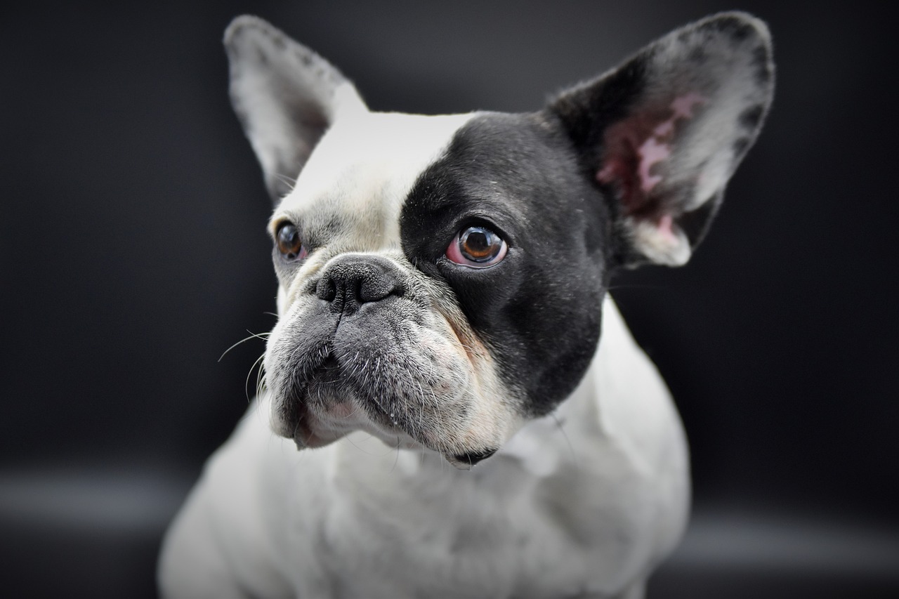 brindle and white french bulldog