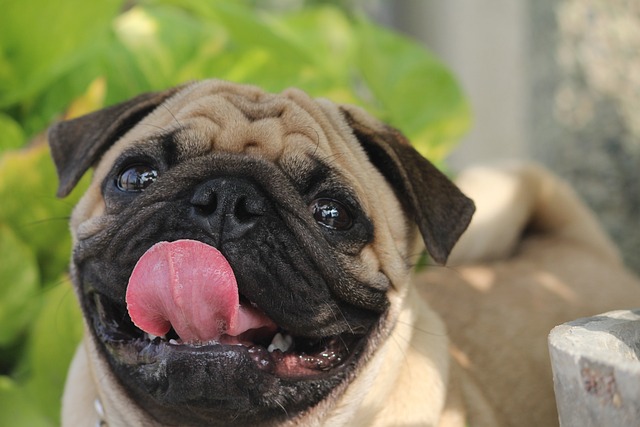 Learn About a Dog a Day – Apricot Color Pug插图7