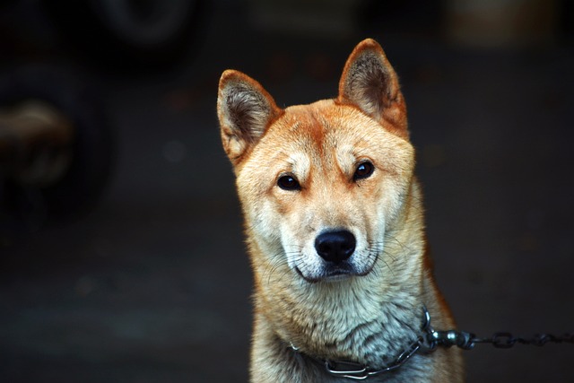 how to put on a dog harness