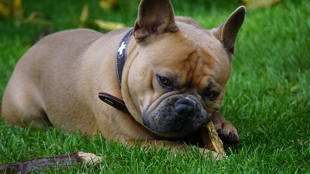 Dark Brown French Bulldog：Health Concerns and Optimal Feeding Conditions插图20