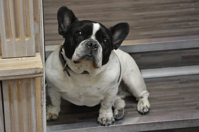 Brindle and White French Bulldog: Personality Traits插图12