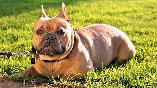 Dark Brown French Bulldog：Health Concerns and Optimal Feeding Conditions插图21