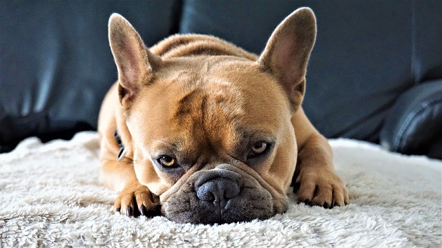 Dark Brown French Bulldog：Health Concerns and Optimal Feeding Conditions插图3