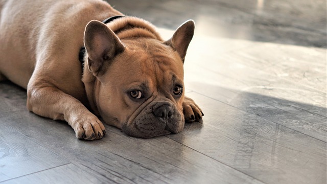Dark Brown French Bulldog：Health Concerns and Optimal Feeding Conditions插图15
