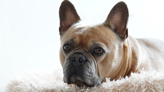 French bulldog spotted: A Unique Charm插图10