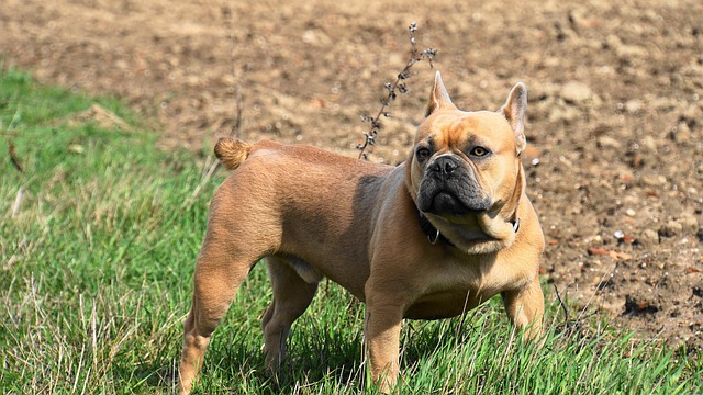 Dark Brown French Bulldog：Health Concerns and Optimal Feeding Conditions插图13