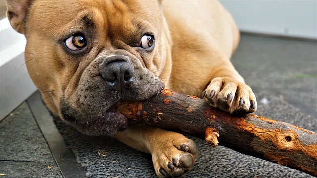 Dark Brown French Bulldog：Health Concerns and Optimal Feeding Conditions插图8