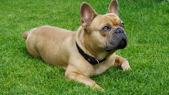Dark Brown French Bulldog：Health Concerns and Optimal Feeding Conditions插图23