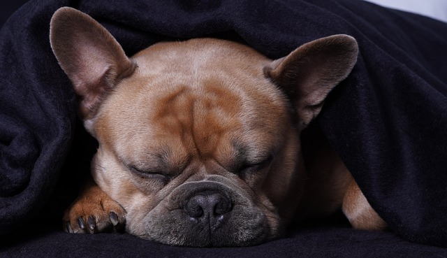 Dark Brown French Bulldog：Health Concerns and Optimal Feeding Conditions插图14