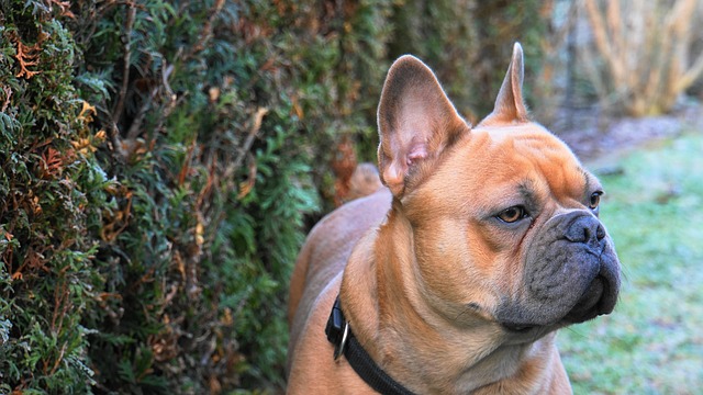 Dark Brown French Bulldog：Health Concerns and Optimal Feeding Conditions插图5