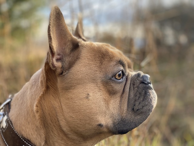 Dark Brown French Bulldog：Health Concerns and Optimal Feeding Conditions插图11