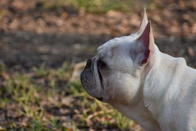 French bulldog spotted: A Unique Charm插图17