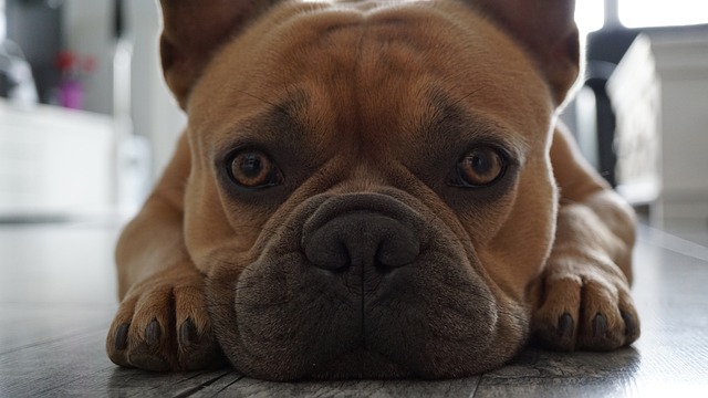 Dark Brown French Bulldog：Health Concerns and Optimal Feeding Conditions插图6