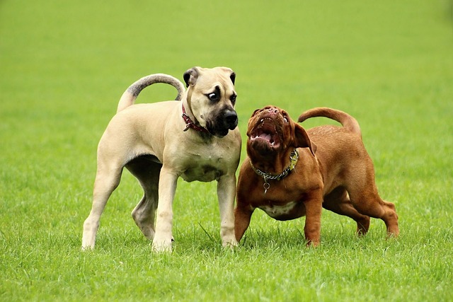 Dark Brown French Bulldog：Health Concerns and Optimal Feeding Conditions插图10