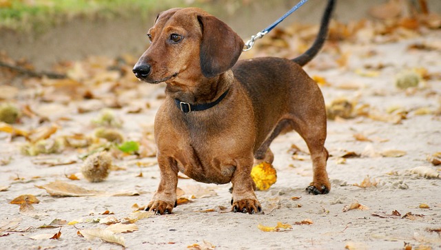 Cream long haired dachshund: Intelligent and Smart Family Companion插图5