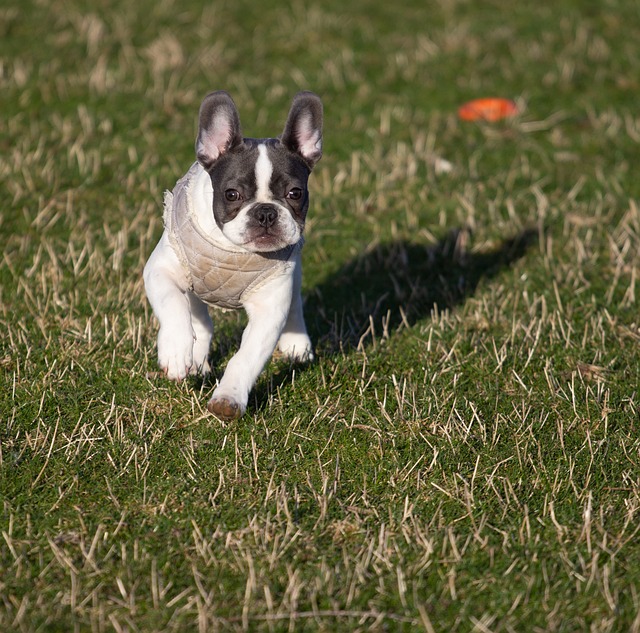 Brindle and White French Bulldog: Personality Traits插图4