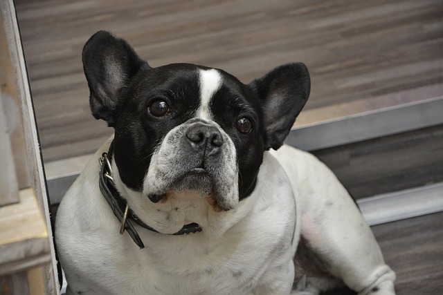Brindle and White French Bulldog: Personality Traits插图7