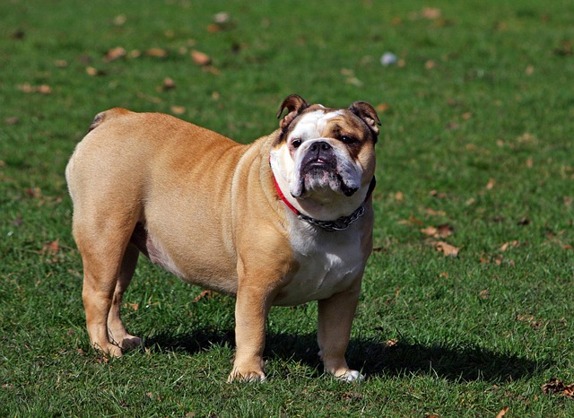 English Pit Bull Weiner Dog: Popular with the British插图7