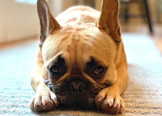 Dark Brown French Bulldog：Health Concerns and Optimal Feeding Conditions插图17