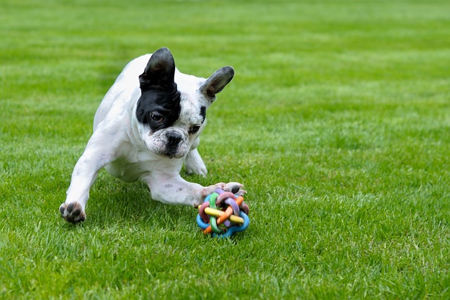 Brindle and White French Bulldog: Personality Traits插图8