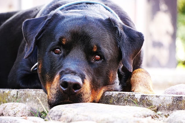 Learn About a Dog a Day – The Worlds Biggest Rottweiler插图16