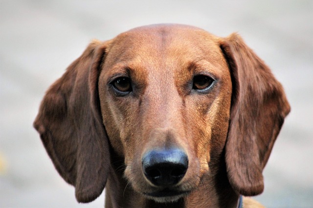 Cream long haired dachshund: Intelligent and Smart Family Companion插图6