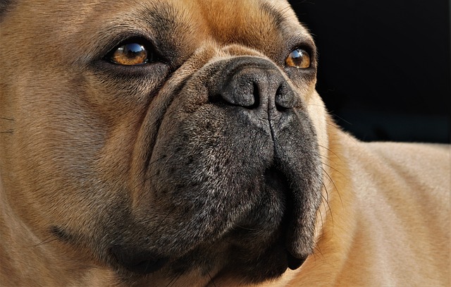Dark Brown French Bulldog：Health Concerns and Optimal Feeding Conditions插图16