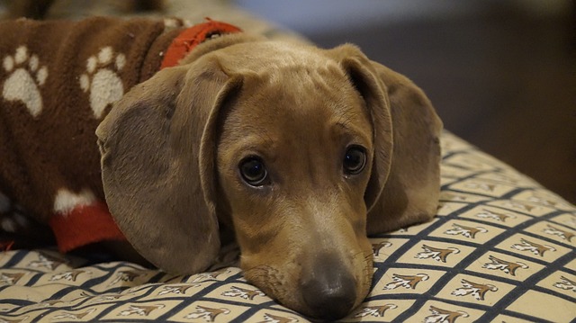 Cream long haired dachshund: Intelligent and Smart Family Companion插图12